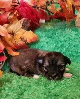 Girl 2, a male Chihuahua for sale in Kingwood, WV – 4 of 4