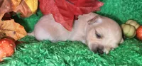 Boy 1, a male Chihuahua for sale in Kingwood, WV – 2 of 4