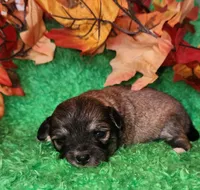 Boy 2 , a male Chihuahua for sale in Kingwood, WV – 3 of 4