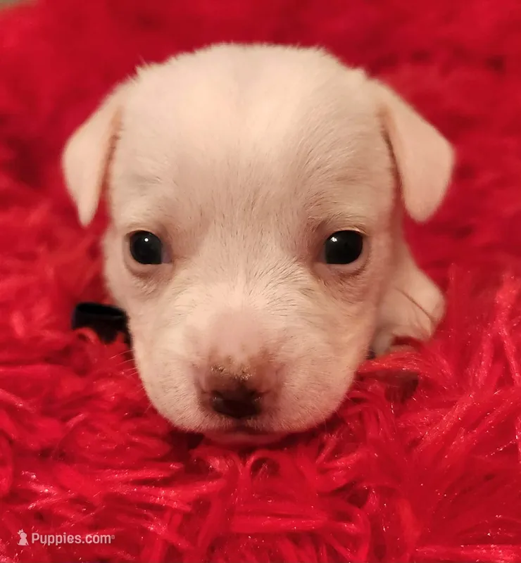 Blue boy – Chihuahua puppy for sale in Kingwood, WV