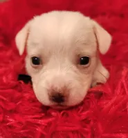 Blue boy, a male Chihuahua for sale in Kingwood, WV – 1 of 4