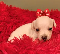 Pink girl, a female Chihuahua for sale in Kingwood, WV – 2 of 4