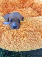 Patsy , a female Dachshund and Chihuahua for sale in Kingwood, WV – 9 of 9