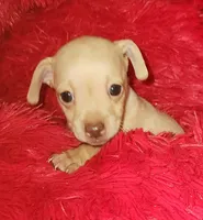 Tator tot, a male Chihuahua for sale in Kingwood, WV – 2 of 9