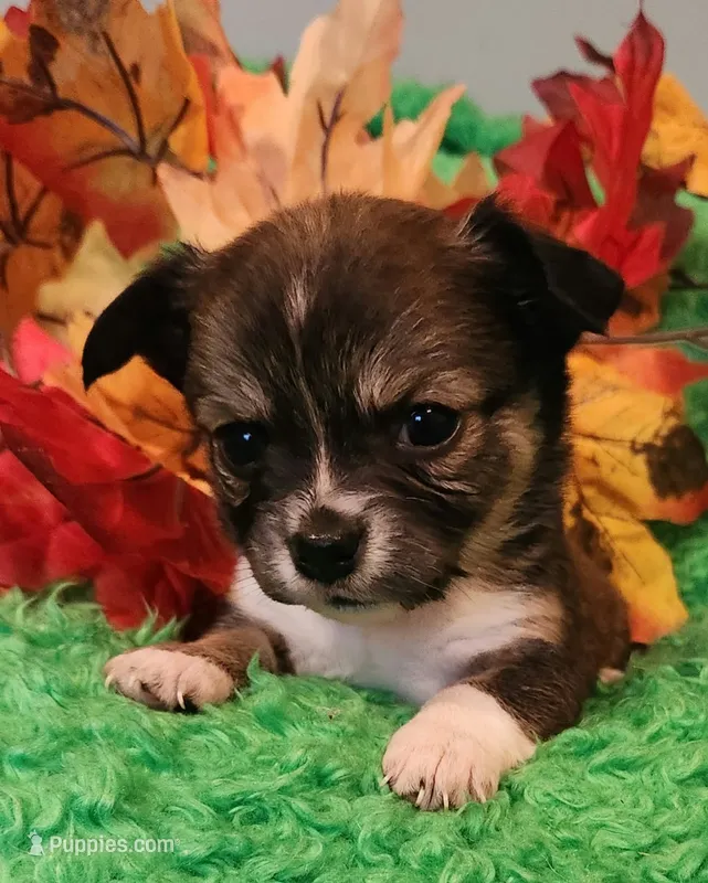 Girl 1 – Chihuahua puppy for sale in Kingwood, WV