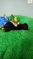 Sofia, a female Labrador Retriever for sale in Kingwood, WV – 2 of 5