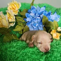Tator tot, a male Chihuahua for sale in Kingwood, WV – 4 of 4