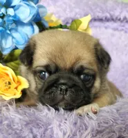 Red boy , a male Pug for sale in Kingwood, WV – Photo 5 of 5