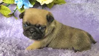 Red boy , a male Pug for sale in Kingwood, WV – Photo 2 of 5