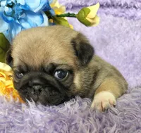 Red boy , a male Pug for sale in Kingwood, WV – Photo 4 of 5