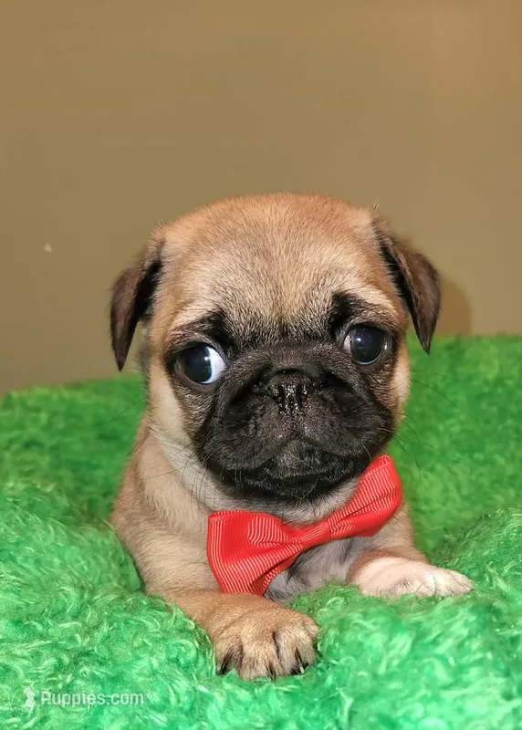 Red boy  – Pug puppy for sale in Kingwood, WV
