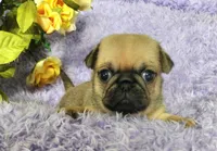 Red boy , a male Pug for sale in Kingwood, WV – Photo 3 of 5