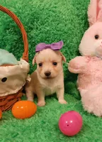 Pink girl Sofia , a female Chihuahua for sale in Kingwood, WV – Photo 2 of 5