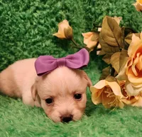 Pink girl Sofia , a female Chihuahua for sale in Kingwood, WV – Photo 5 of 5