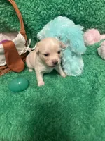 Puppy 5, a female Chihuahua for sale in Kingwood, WV – Photo 3 of 4