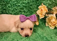 Pink girl Sofia , a female Chihuahua for sale in Kingwood, WV – Photo 3 of 5