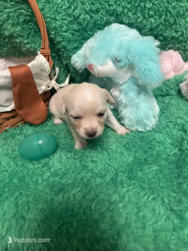 Puppy 5, a female Chihuahua for sale in Kingwood, WV – Photo 1 of 4