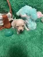 Puppy 5, a female Chihuahua for sale in Kingwood, WV – Photo 1 of 4