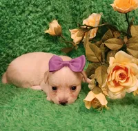 Pink girl Sofia , a female Chihuahua for sale in Kingwood, WV – Photo 4 of 5