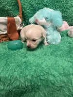 Puppy 5, a female Chihuahua for sale in Kingwood, WV – Photo 2 of 4