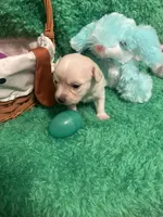 Puppy 5, a female Chihuahua for sale in Kingwood, WV – Photo 4 of 4