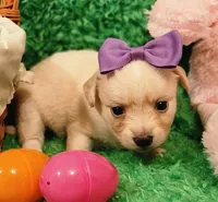 Pink girl Sofia , a female Chihuahua for sale in Kingwood, WV – Photo 1 of 5