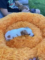 Dolly, a female Dachshund and Chihuahua for sale in Kingwood, WV – 9 of 10