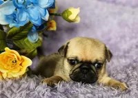 Pink girl, a female Pug for sale in Kingwood, WV – Photo 1 of 5