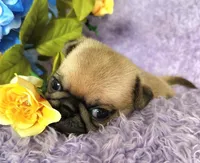 Pink girl, a female Pug for sale in Kingwood, WV – Photo 2 of 5