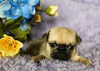 Pink girl, a female Pug for sale in Kingwood, WV – Photo 5 of 5
