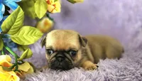 Pink girl, a female Pug for sale in Kingwood, WV – Photo 4 of 5