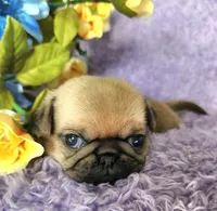 Pink girl, a female Pug for sale in Kingwood, WV – Photo 3 of 5