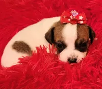 Layla, a female Chihuahua for sale in Kingwood, WV – 2 of 4