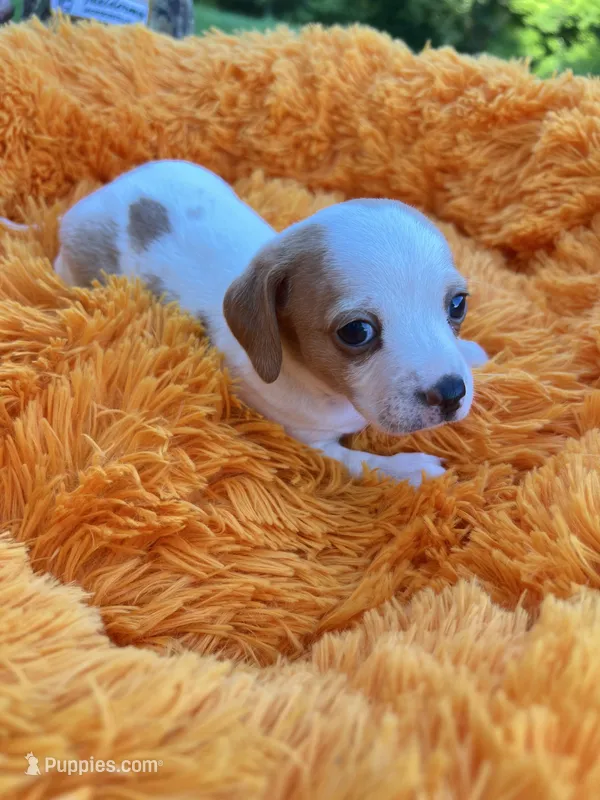 Dolly – Dachshund, Chihuahua puppy for sale in Kingwood, WV