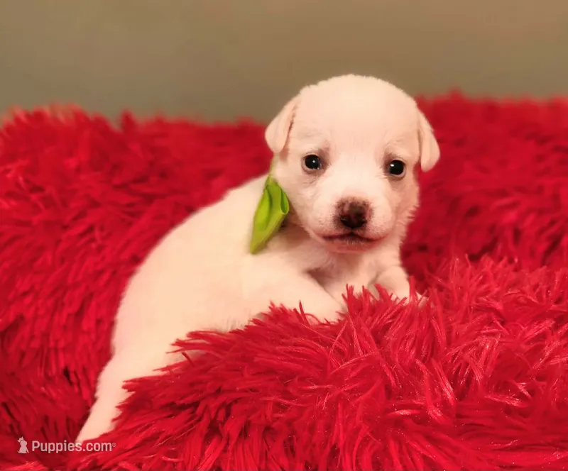 Green boy – Chihuahua puppy for sale in Kingwood, WV