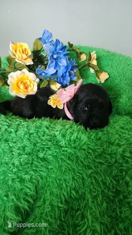 Sofia – Labrador Retriever puppy for sale in Kingwood, WV