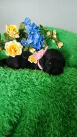Sofia, a female Labrador Retriever for sale in Kingwood, WV – 1 of 5
