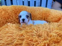 Dolly, a female Dachshund and Chihuahua for sale in Kingwood, WV – 10 of 10