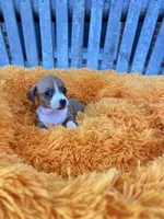 Willie, a male Dachshund and Chihuahua for sale in Kingwood, WV – 3 of 6
