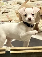 Blue boy, a male Chihuahua for sale in Kingwood, WV – 3 of 7