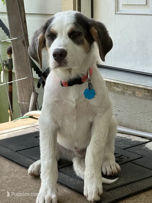 Ranger – Anatolian Shepherd Dog, English Cream Golden Retriever puppy for sale in Cleburne, TX
