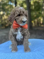 Orange Boy AKC, a male Poodle - Multi-Colored Standard for sale in Scottsboro, AL – 6 of 8