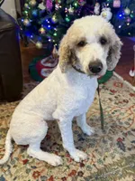 Light Blue Girl AKC, a female Poodle - Multi-Colored Standard for sale in Scottsboro, AL – 9 of 10