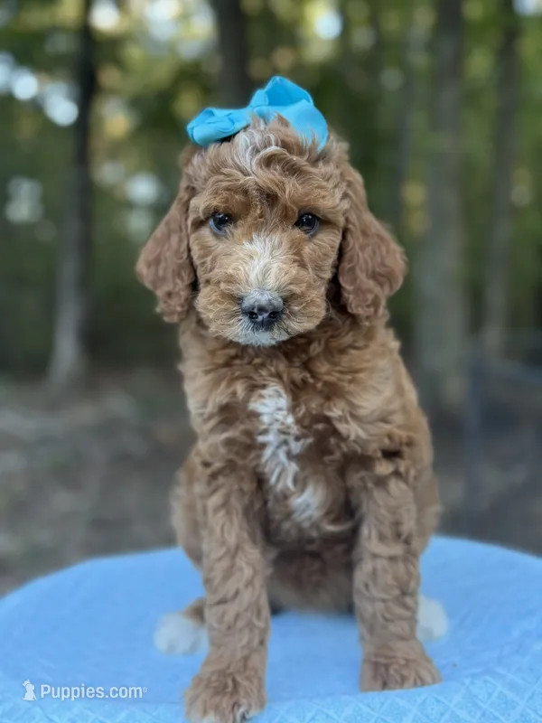 Light Blue Girl AKC – Poodle - Multi-Colored Standard puppy for sale in Scottsboro, AL
