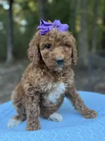 Purple Girl AKC, a female Poodle - Multi-Colored Standard for sale in Scottsboro, AL – 2 of 8