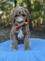 Orange Boy AKC, a male Poodle - Multi-Colored Standard for sale in Scottsboro, AL – 2 of 8