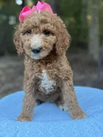 Pink Girl AKC, a female Poodle - Multi-Colored Standard for sale in Scottsboro, AL – 4 of 9