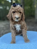 Black Girl AKC, a female Poodle - Multi-Colored Standard for sale in Scottsboro, AL – 3 of 9
