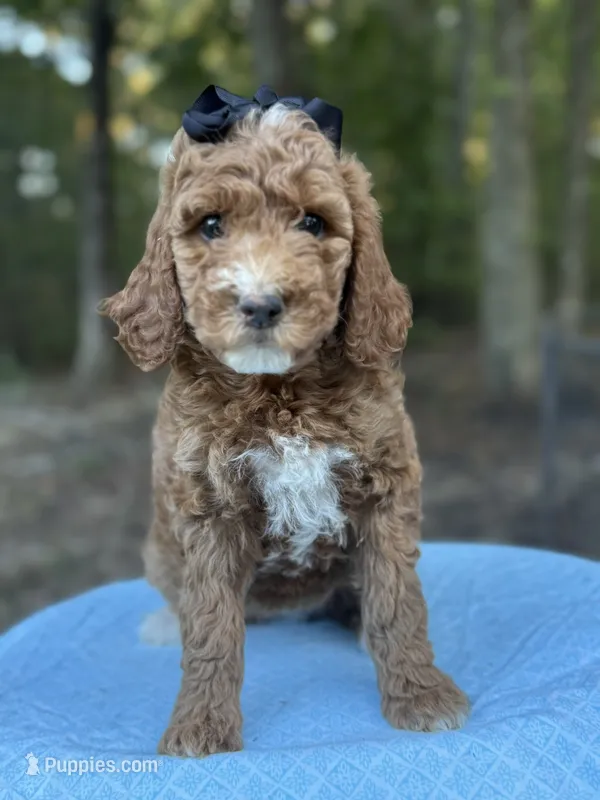 Black Girl AKC – Poodle - Multi-Colored Standard puppy for sale in Scottsboro, AL