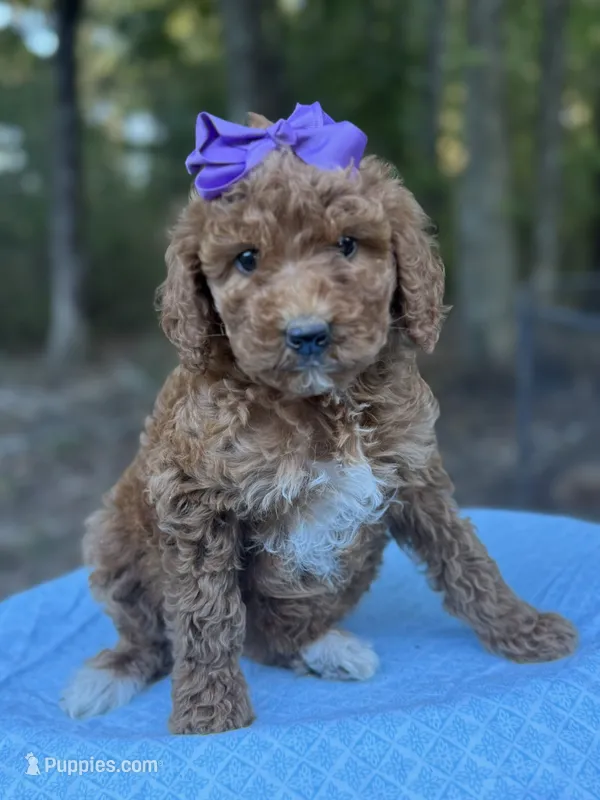 Purple Girl AKC – Poodle - Multi-Colored Standard puppy for sale in Scottsboro, AL